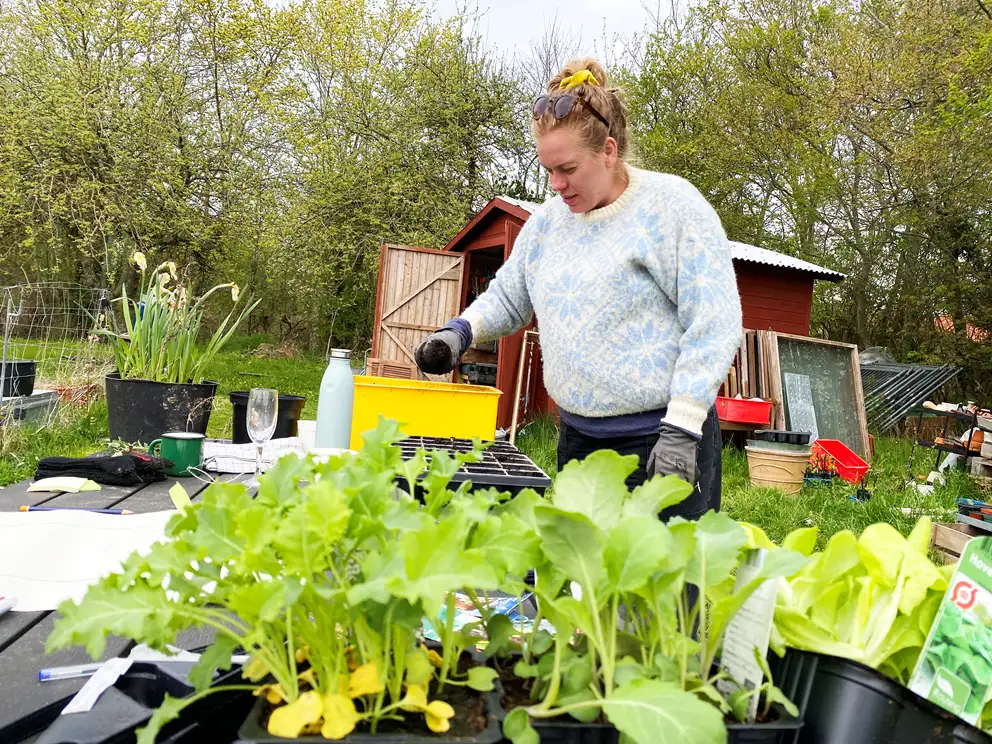Laura planter k&aring;l i forspiringskasser i Spirefestivals k&oslash;kkenhave.